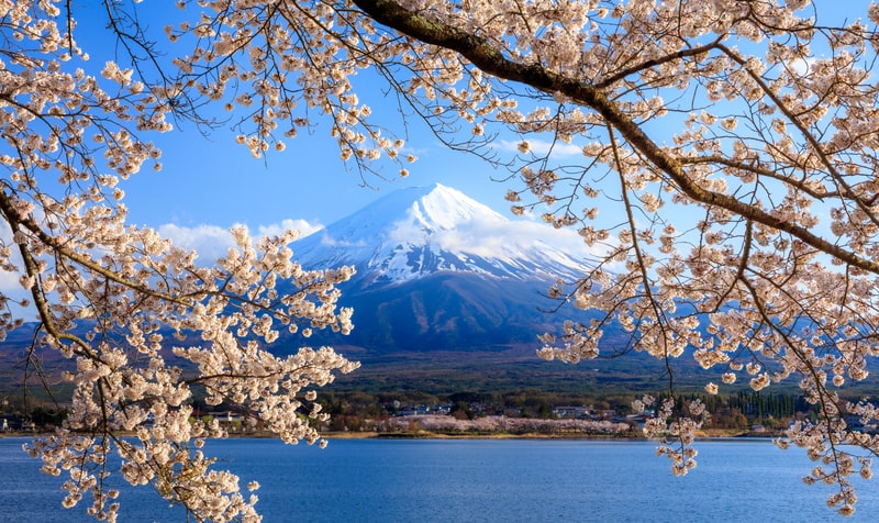 Japan Youth Travel brings you the magical sight of Mt. Fuji framed by delicate cherry blossoms, a perfect blend of nature and culture.